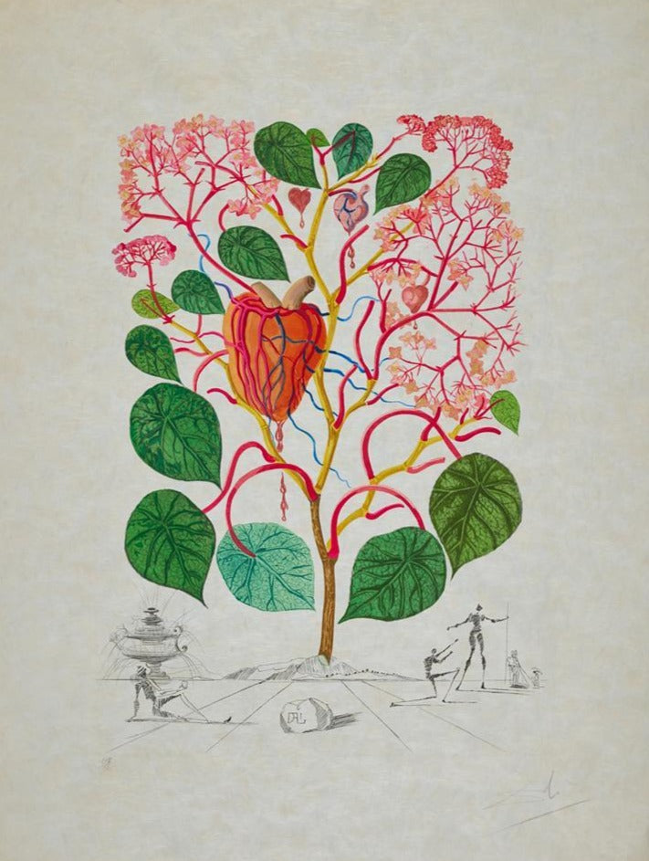 Salvador Dali Anacardium recordans from Flora Dalinae (Field 68-3 G) 1968