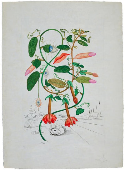 Salvador Dali Pisum sensuale from Flora Dalinae (Field 68-3 I) 1968